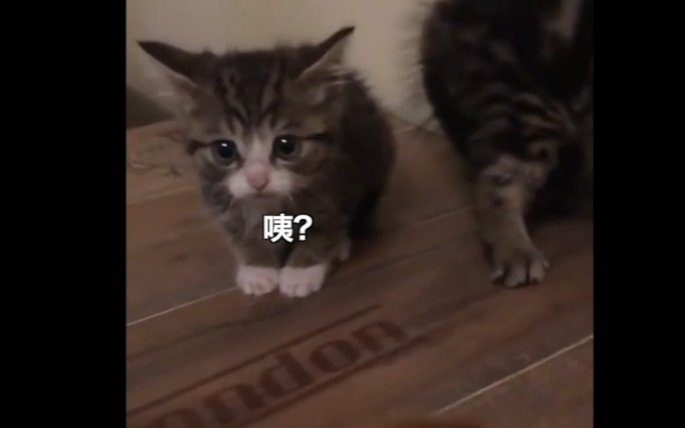 当遇到威胁,有两种猫。你喜欢哪一种?